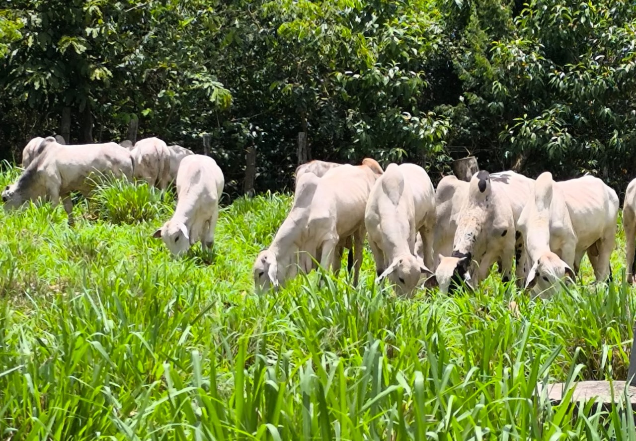 Gado Nelore no pasto